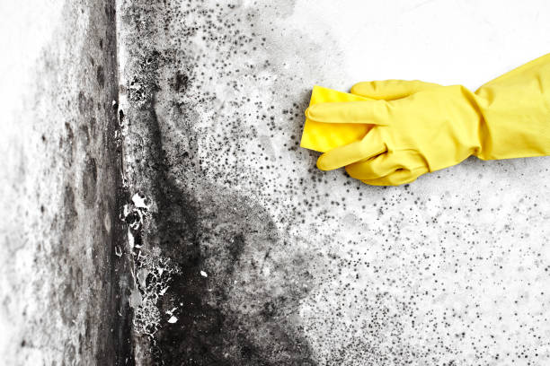 Best Mold Documentation for Insurance Claims  in Woodcliff Lake, NJ